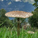 高大環柄菇 - Photo 由 Nicolas Schwab 所上傳的 (c) Nicolas Schwab，保留部份權利CC BY-NC