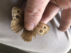 Cercyonis pegala boopis