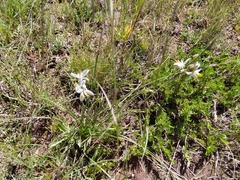 Chlorophytum cooperi