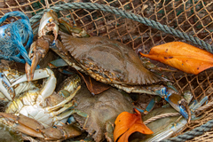 Callinectes amnicola