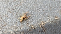 Hentzia