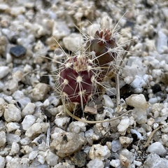 Cylindropuntia ganderi