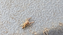 Hentzia