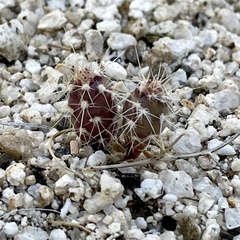 Cylindropuntia ganderi