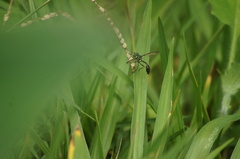 Salpingogaster
