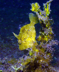 Acreichthys tomentosus