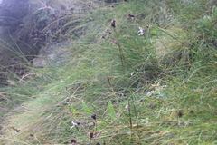 Brownleea macroceras