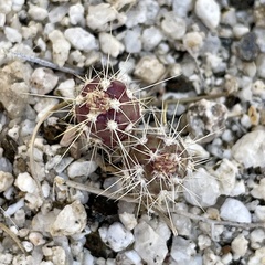 Cylindropuntia ganderi