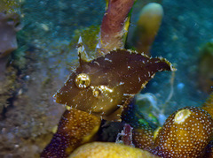 Acreichthys tomentosus