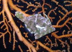 Acreichthys tomentosus