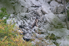Rupicapra rupicapra balcanica