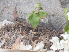 Broadleysaurus major