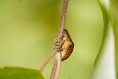 Gonipterus platensis