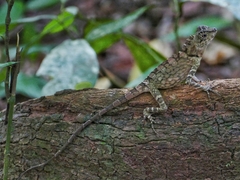 Gonocephalus bornensis