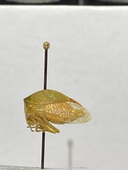 Stictocephala bisonia