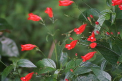 Ruellia brevifolia