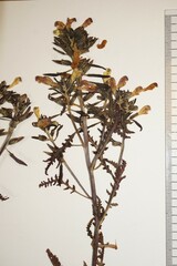 Pedicularis labradorica