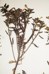 Pedicularis labradorica