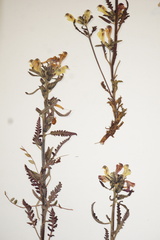 Pedicularis labradorica