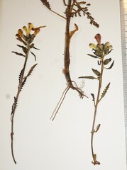Pedicularis labradorica