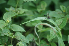 Salpingogaster