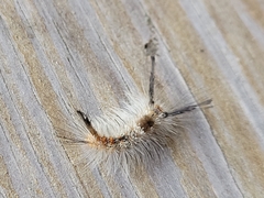 Dasychira meridionalis