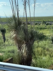 Yucca elata