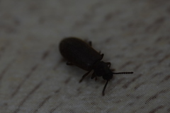 Luprops orientalis