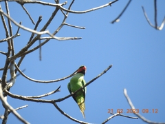 Psittacula longicauda