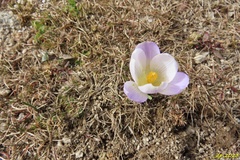 Crocus carpetanus