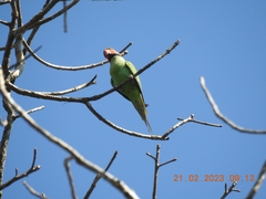 Psittacula longicauda