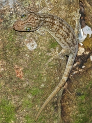 Gekko albofasciolatus