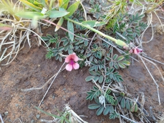 Indigofera alternans