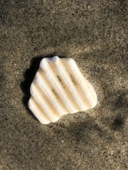 Dallocardia quadragenaria