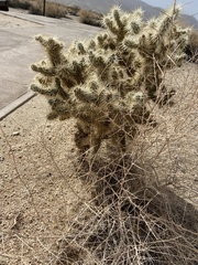 Cylindropuntia echinocarpa
