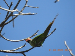 Psittacula longicauda