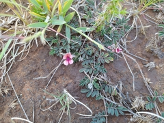 Indigofera alternans