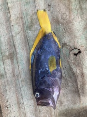 Epinephelus flavocaeruleus