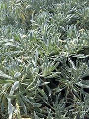 Tournefortia gnaphalodes