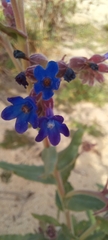 Anchusa undulata
