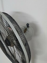 Batocera rubus