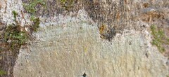 Leucodecton subcompunctum