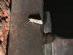 Yponomeuta multipunctella