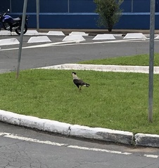 Caracara plancus