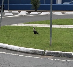 Caracara plancus