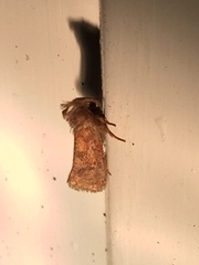 Acrolophus plumifrontella