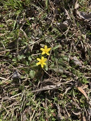 Ranunculus hispidus