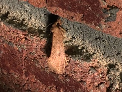 Acrolophus plumifrontella