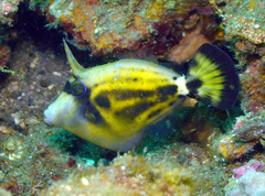 Cantherhines fronticinctus