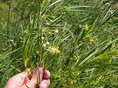 Gomphocarpus fruticosus